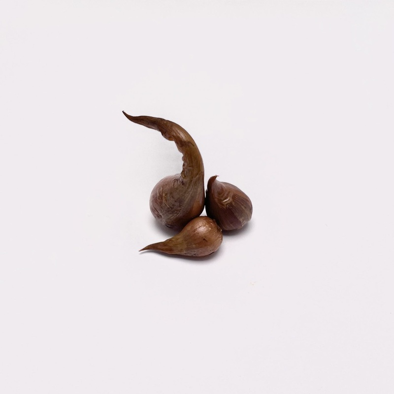 Oxalis palmifrons (Bulb Form) – 3 Bulbs