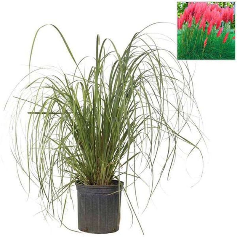 Pampas Grass, Cortaderia selloana (Red) – Plant