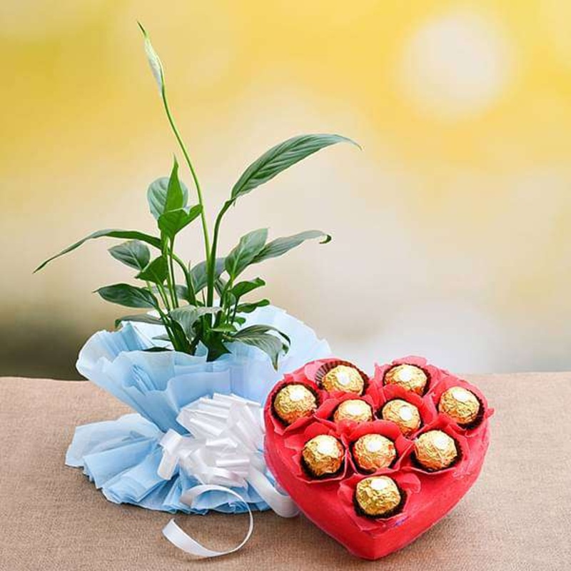 Peace lily with Chocolates for Sweet Memories