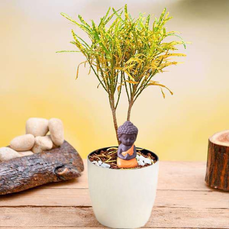 Radiant Croton Plant with Buddha Idol for Good Luck
