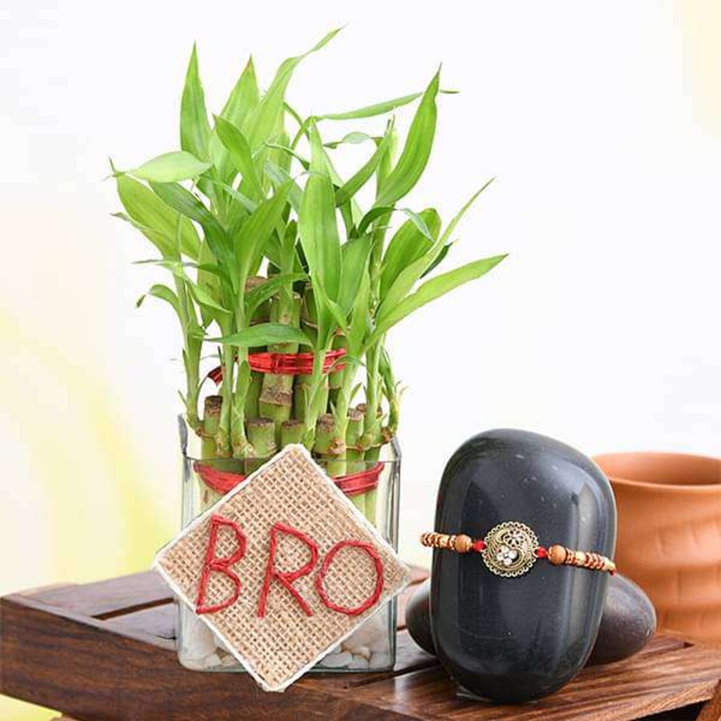 Rakshabandhan Special 2 Layer Lucky Bamboo and Designer Rakhi for Brother