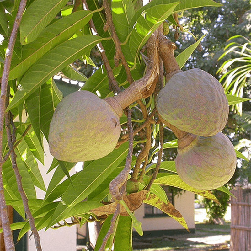 Ramphal, Annona reticulata (Grown Through Seeds) – Plant