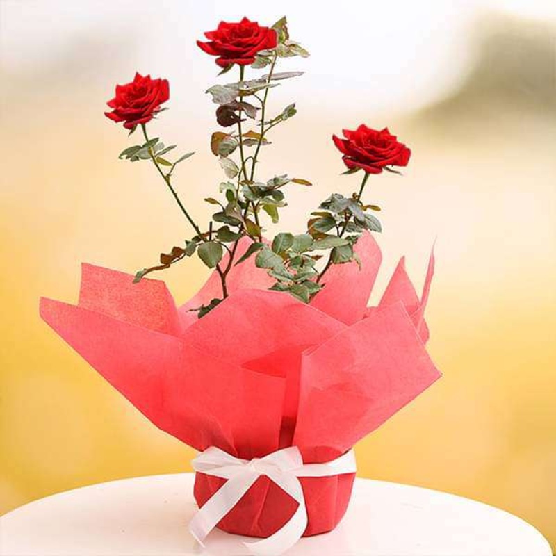 Royal Red Rose – Gift Plant