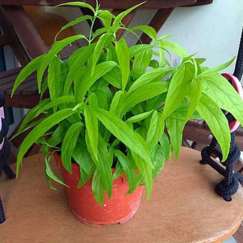 Sabah Snake Grass, Clinacanthus nutans – Plant