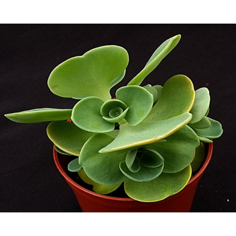 Sedum cauticolum