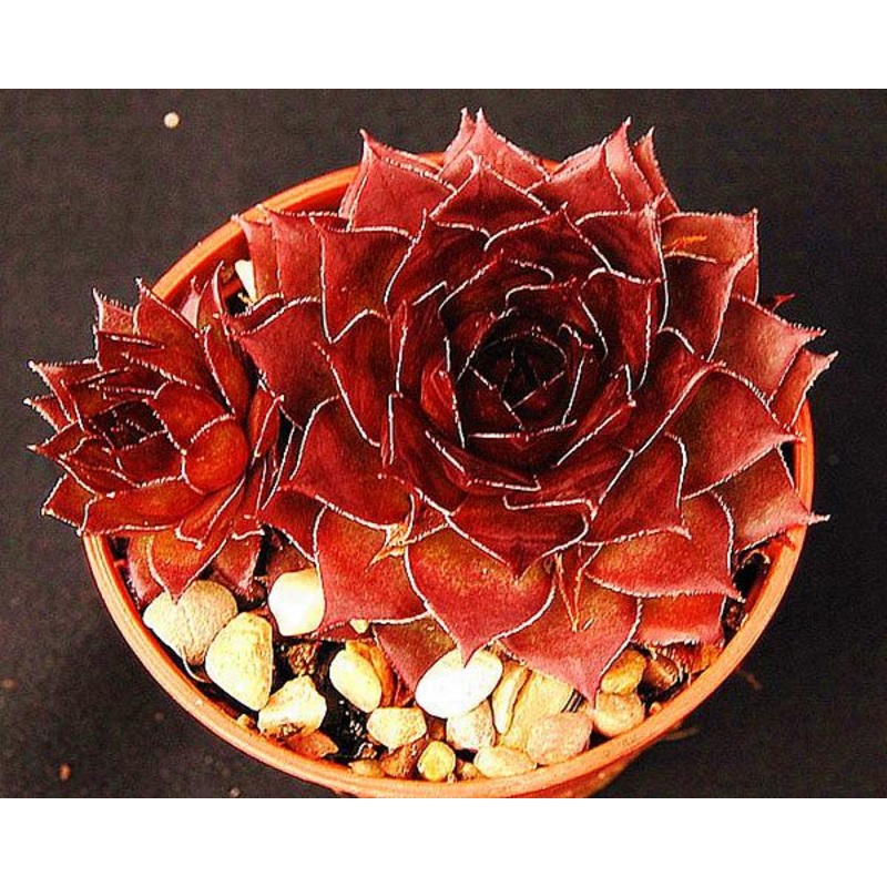 Sempervivum ‘Bitter Chocolate’