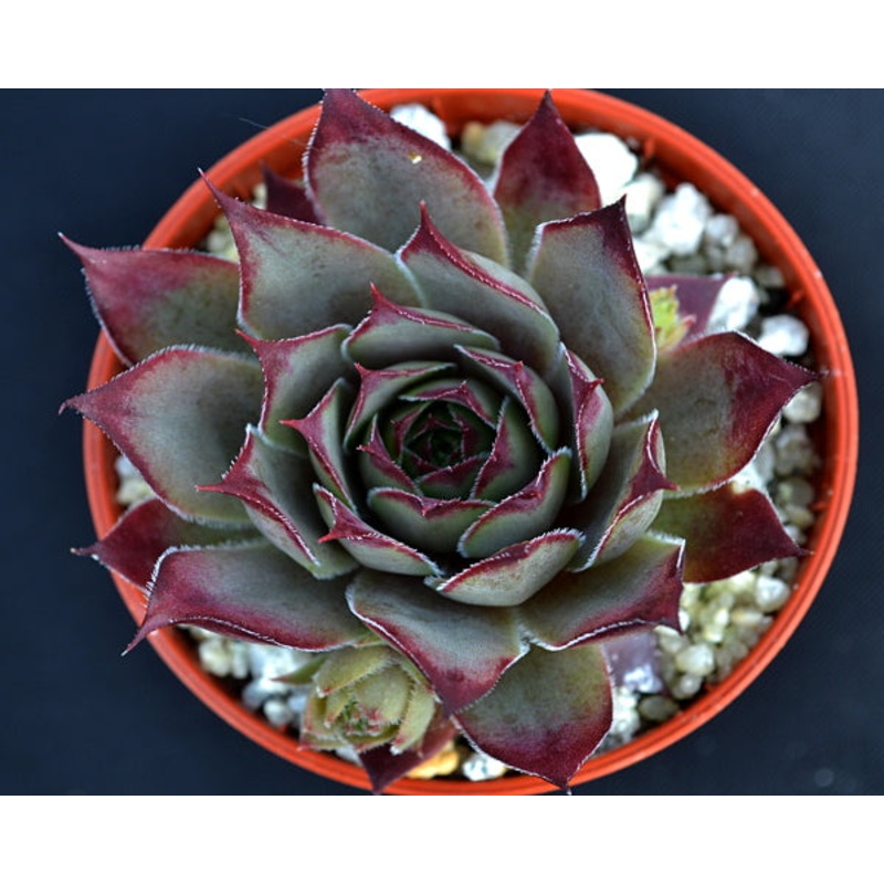 Sempervivum ‘Blue Boy’