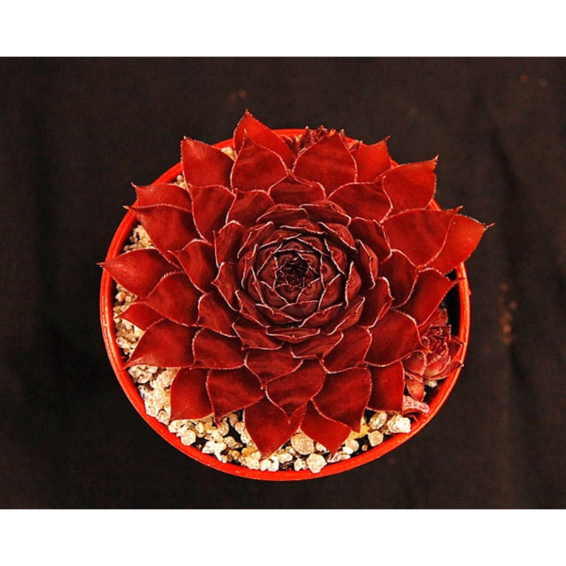 Sempervivum ‘Burnt Embers’