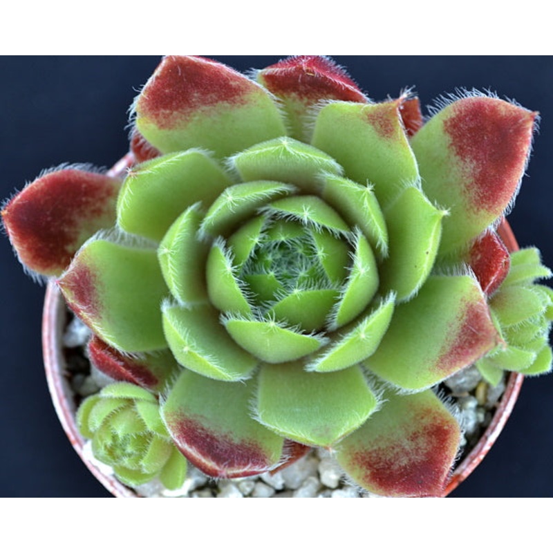 Sempervivum ‘Canada Kate’