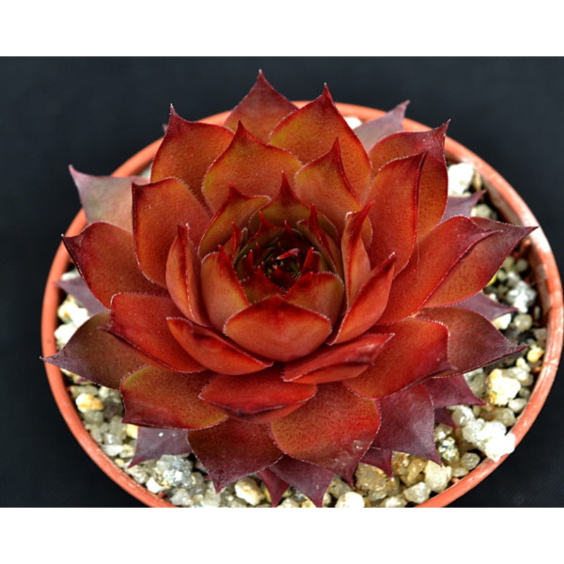 Sempervivum ‘Caramel Cluster’