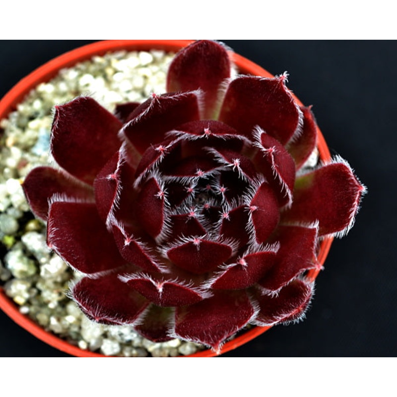 Sempervivum ‘Deep Fire’