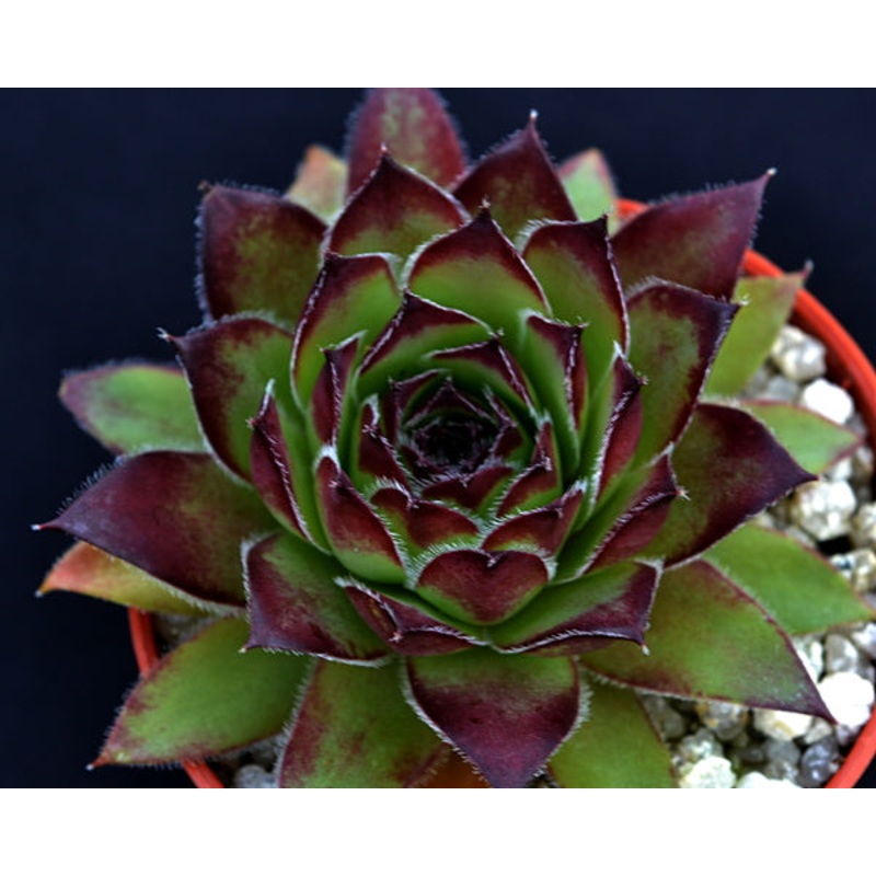 Sempervivum ‘Engles 132’
