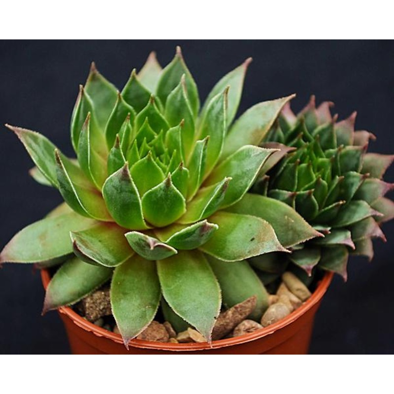 Sempervivum ‘Essence of Lime’