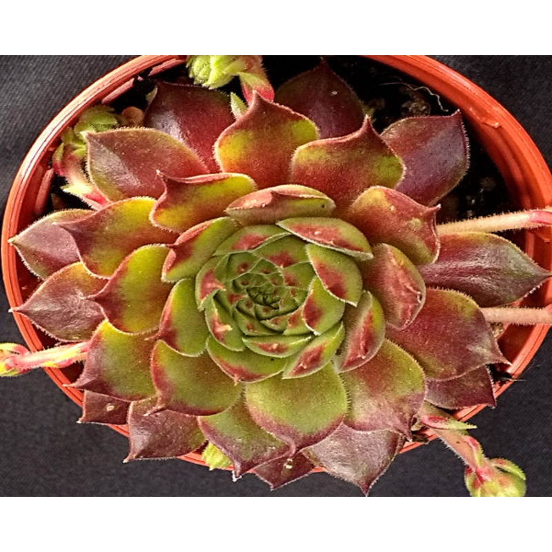 Sempervivum ‘Excalibur’