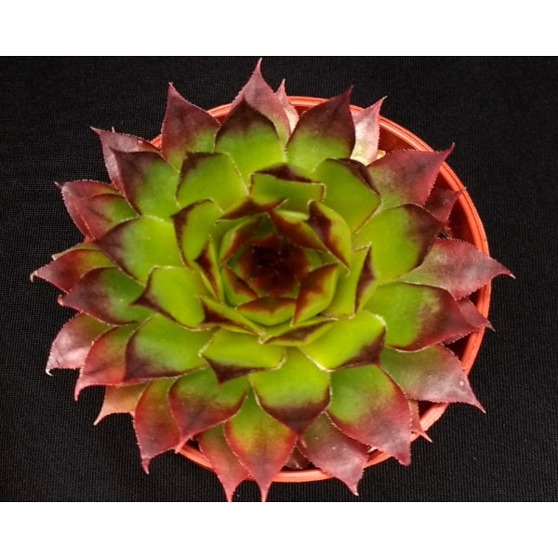 Sempervivum ‘Fernwood’