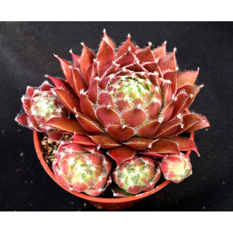 Sempervivum ‘Gulle Dame’