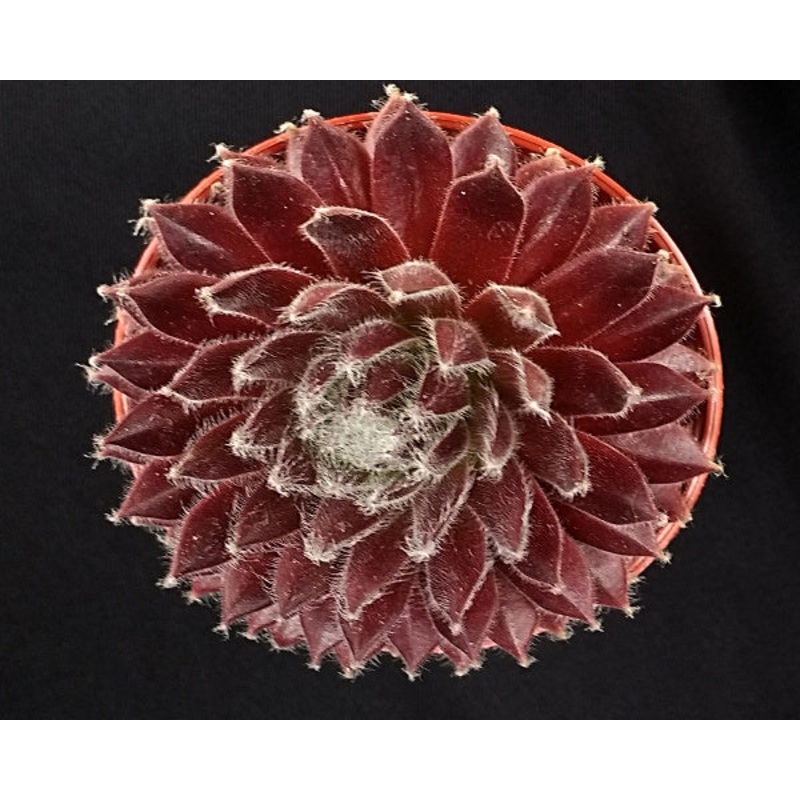 Sempervivum ‘In a Twirl’