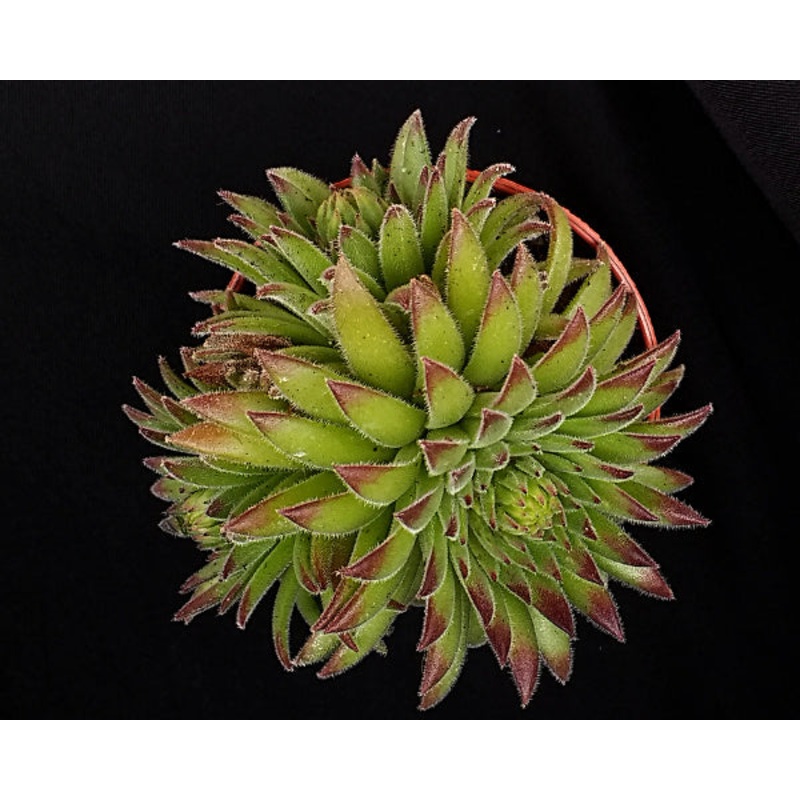 Sempervivum ‘Midas’