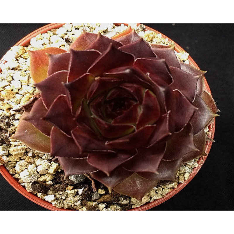 Sempervivum ‘Pacific Purple Shadows’