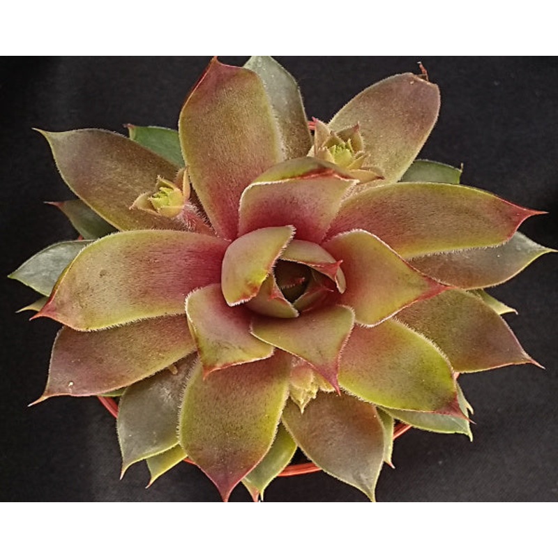 Sempervivum ‘Pink Flamingoes’