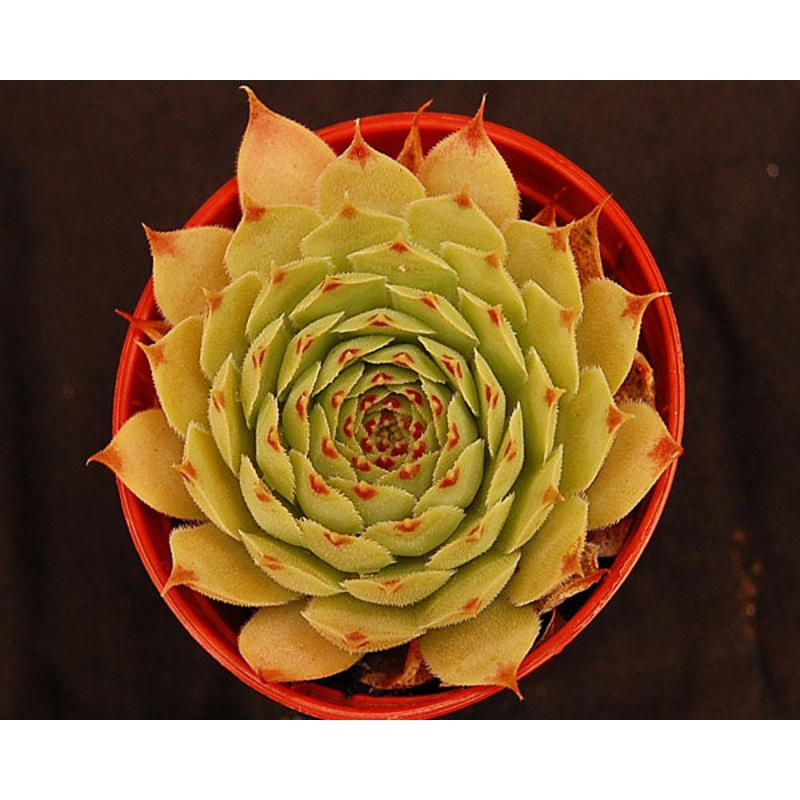 Sempervivum ‘Pink Pearl’