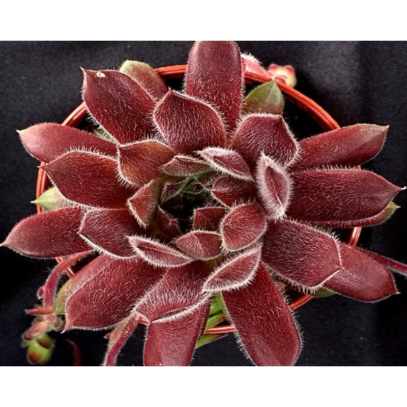Sempervivum ‘Pink Puff’