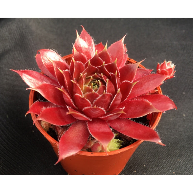 Sempervivum ‘Red Lion’