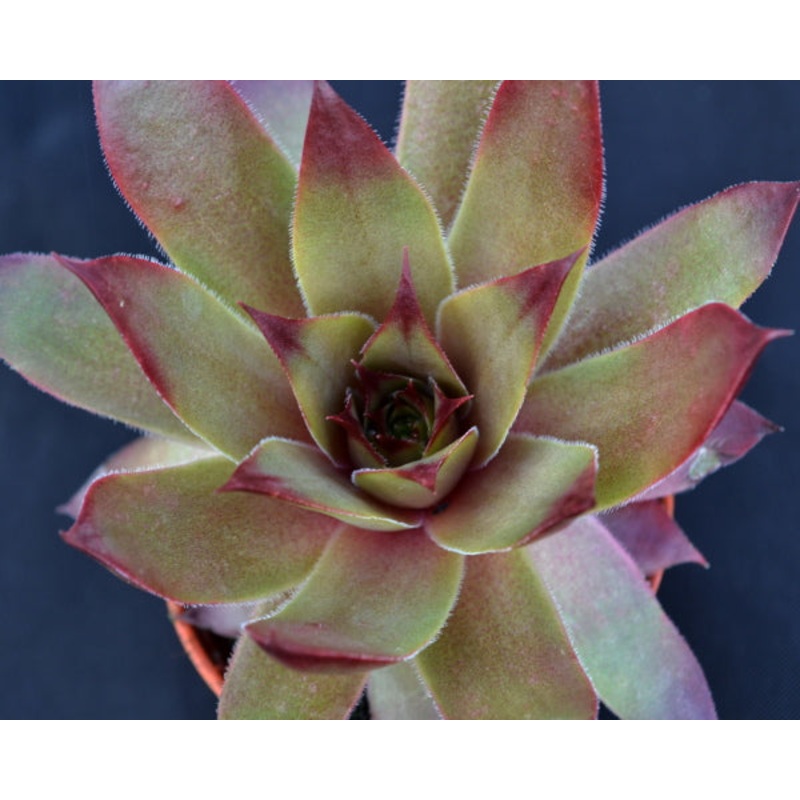 Sempervivum ‘Red Pink’