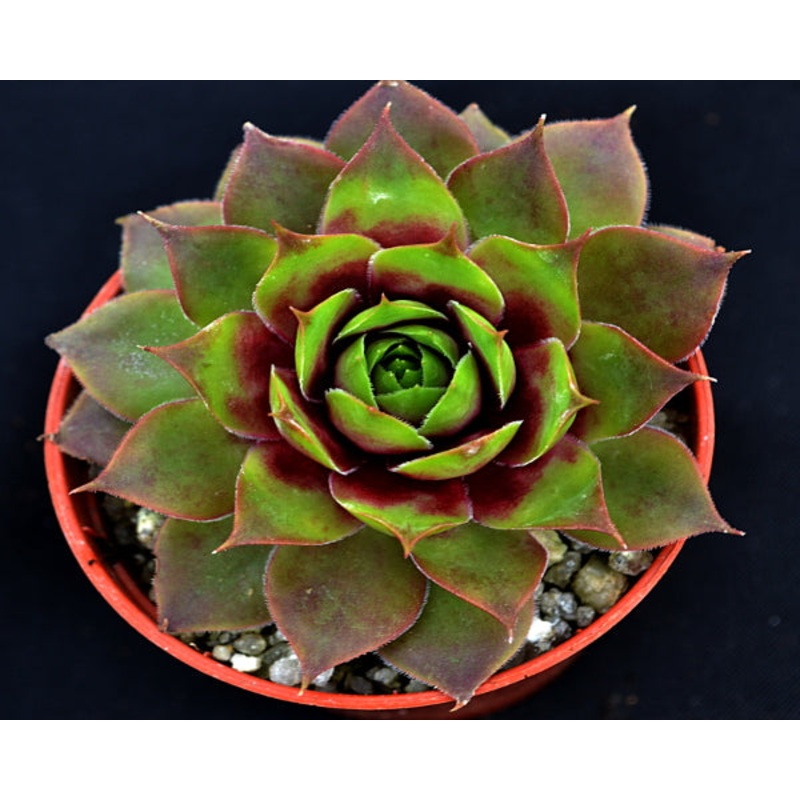 Sempervivum ‘Rubra Ray’