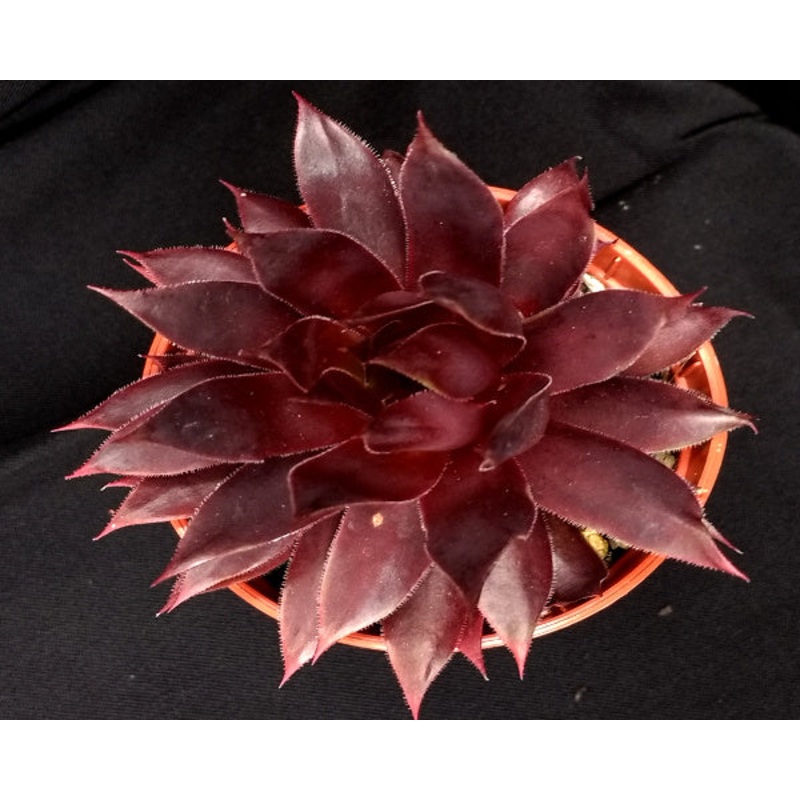 Sempervivum ‘Shock Waves’