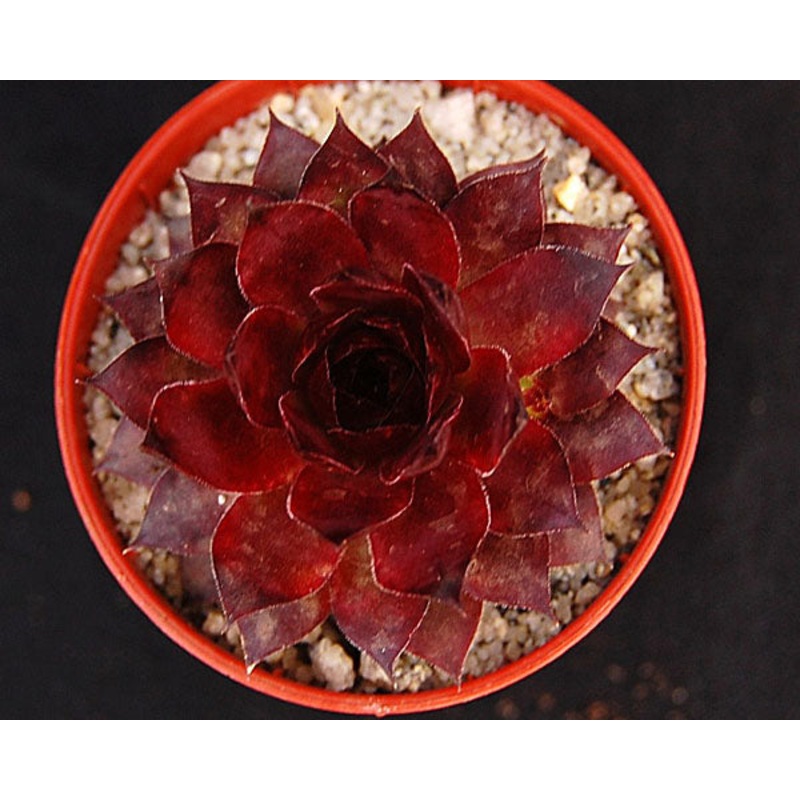 Sempervivum ‘Squib’