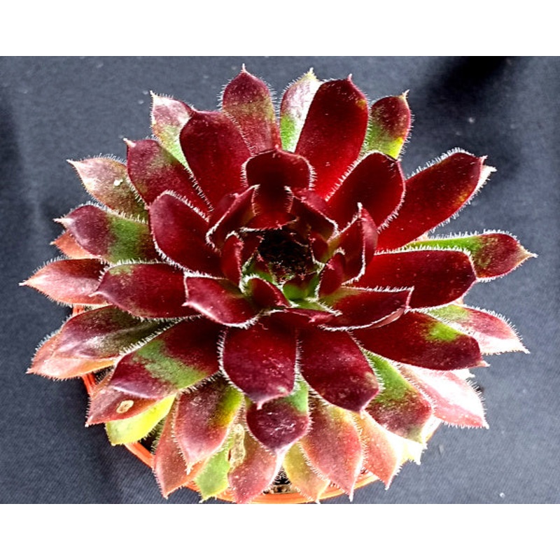 Sempervivum ‘Trinket’