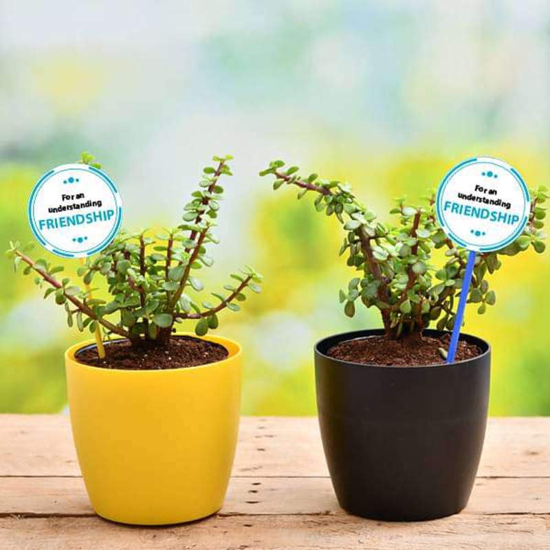 Set of 2 Good Luck Jade Plants for our Adventurous Friendship
