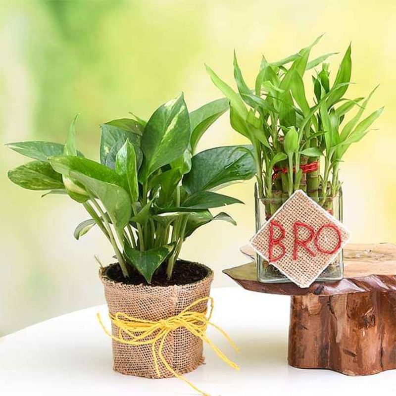 Set of 2 Good Luck Plants for Brother