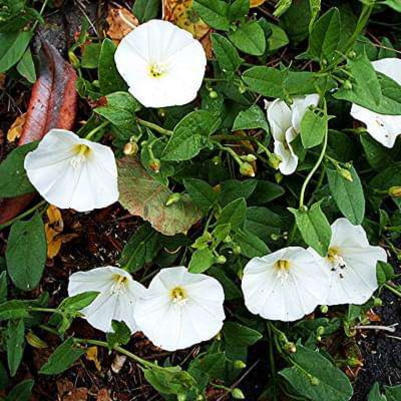 Shankhpushpi, Sankaphuli – Plant