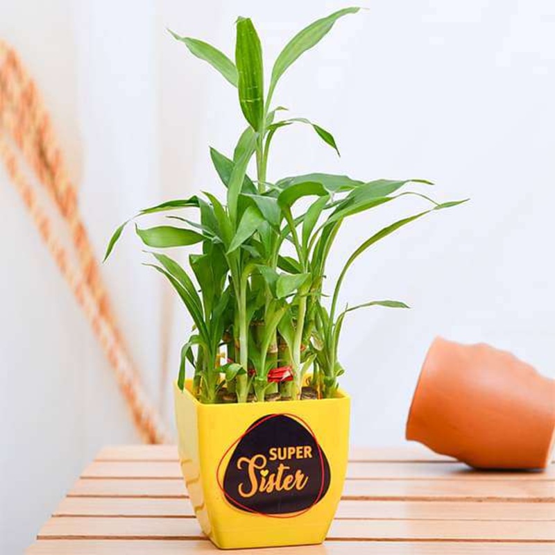 Super 2 Layer Lucky Bamboo for Super Sister