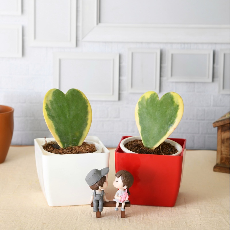 Sweetheart Hoya Plants with Cute Couple