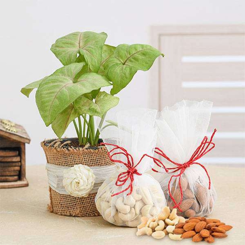 Syngonium Plant with Dry Fruits for Green and Healthy Celebration