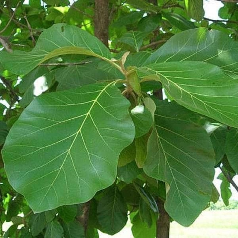 Teakwood, Sagwan – Plant