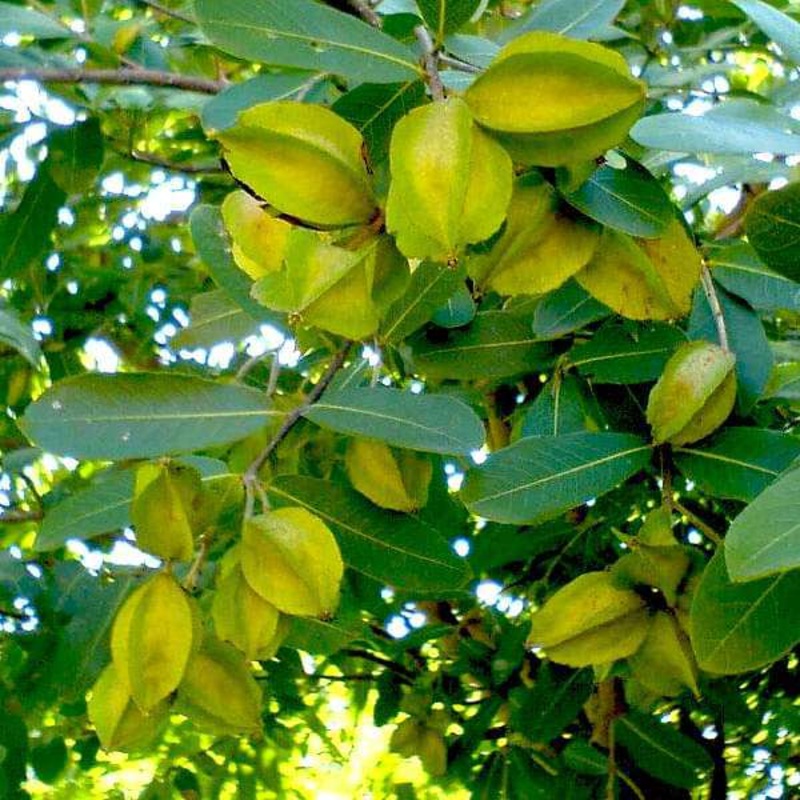 Terminalia Arjuna, Arjun – Plant