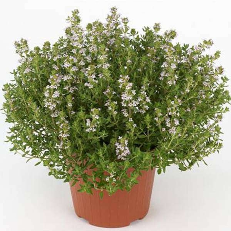 Thyme, Thymus vulgaris – Plant