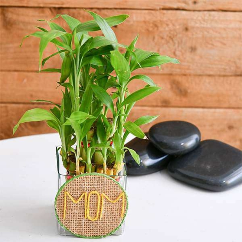 Touch Her Heart with 2 Layer Lucky Bamboo in Decorative Pot