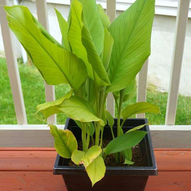 Turmeric, Haldi Plant, Curcuma longa – Plant