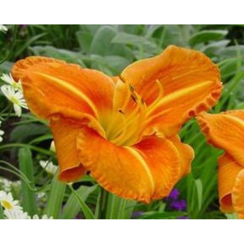 Tuscawilla Tigress