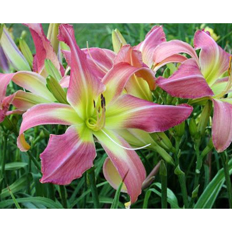 Webster’s Pink Wonder