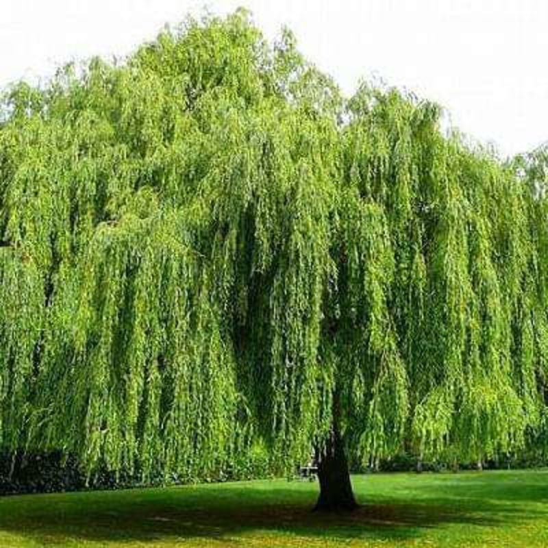 Willow Tree, Salix babylonica – Plant