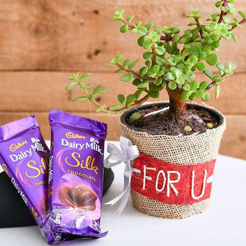 Wish Happiness and Luck with Jade Plant and Chocolates