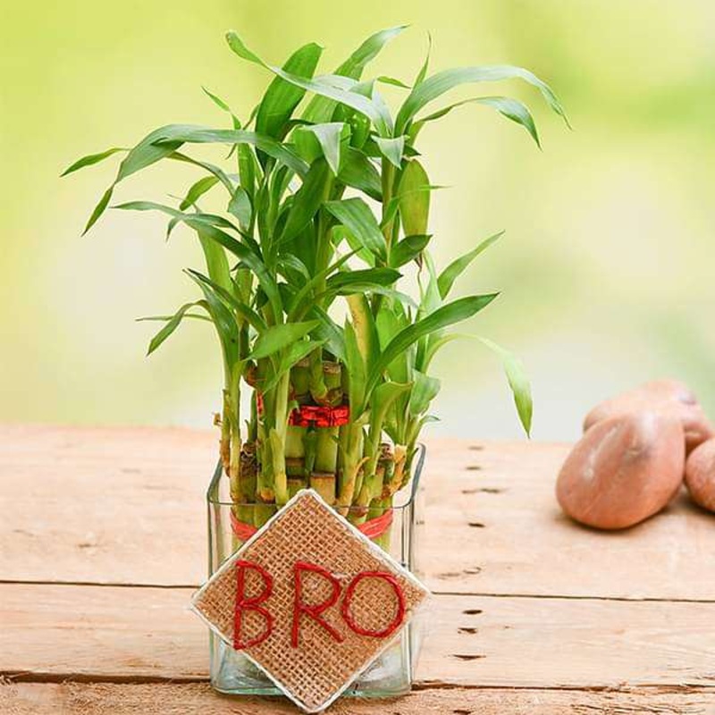Wish Luck and Happiness to Your BRO with 2 Layer Lucky Bamboo