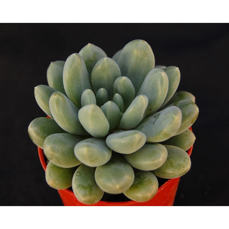 x Pachyveria ‘Mrs Coombes’