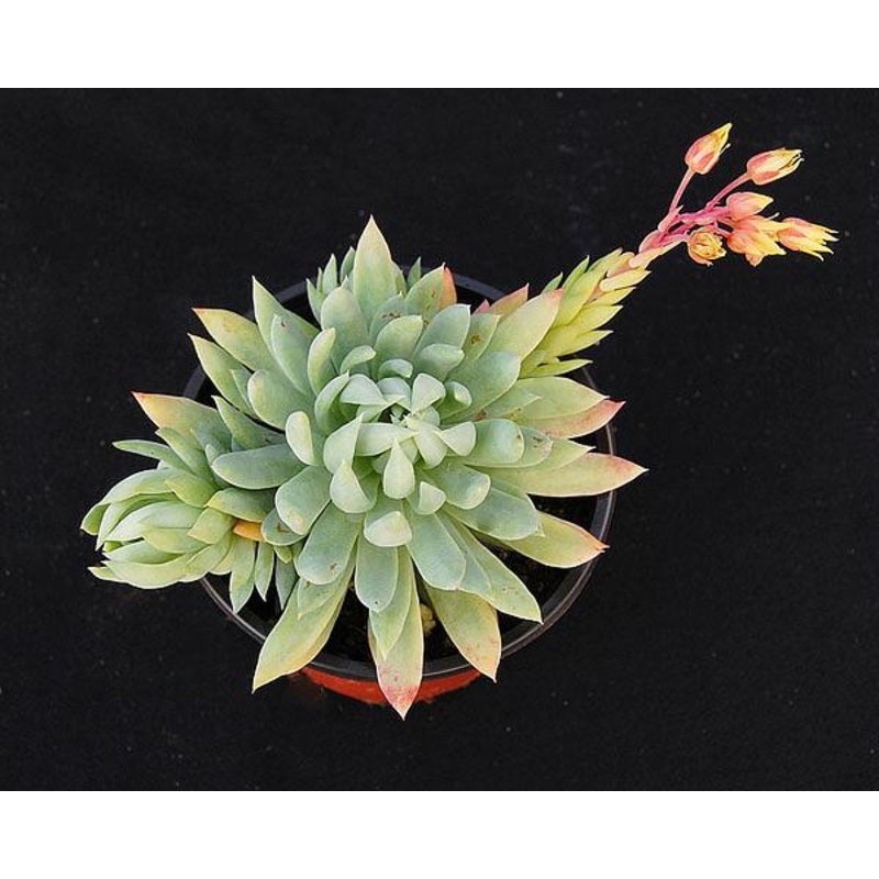 x Sedeveria ‘Fanfare’